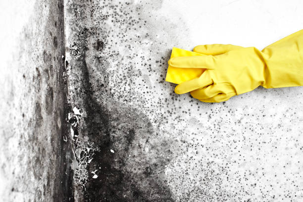 Mold Removal Process in Mount Pleasant, PA