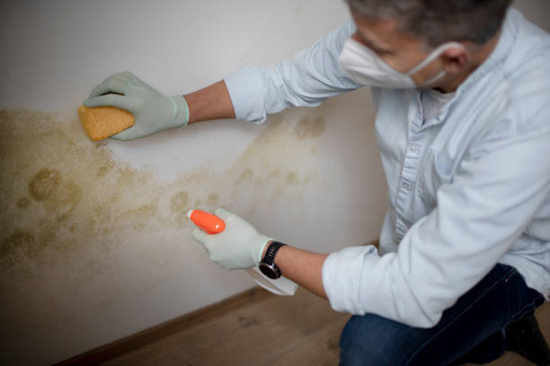 Best Black Mold Removal  in Mount Pleasant, PA