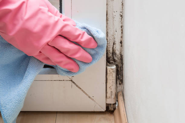 Best Residential Mold Removal  in Mount Pleasant, PA