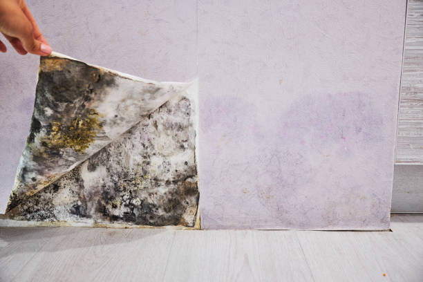 Best Mold Damage Repair  in Mount Pleasant, PA